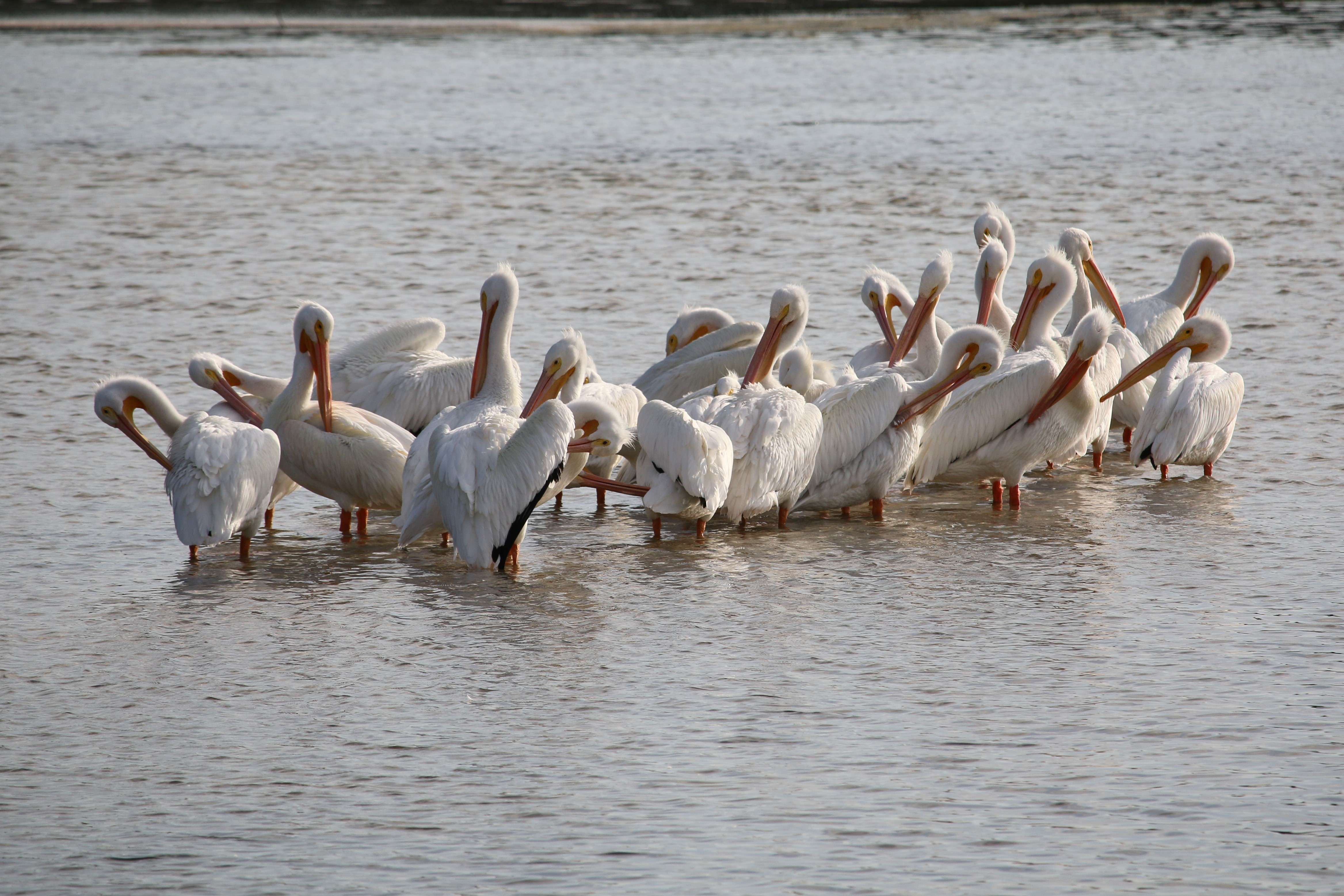White pelicans